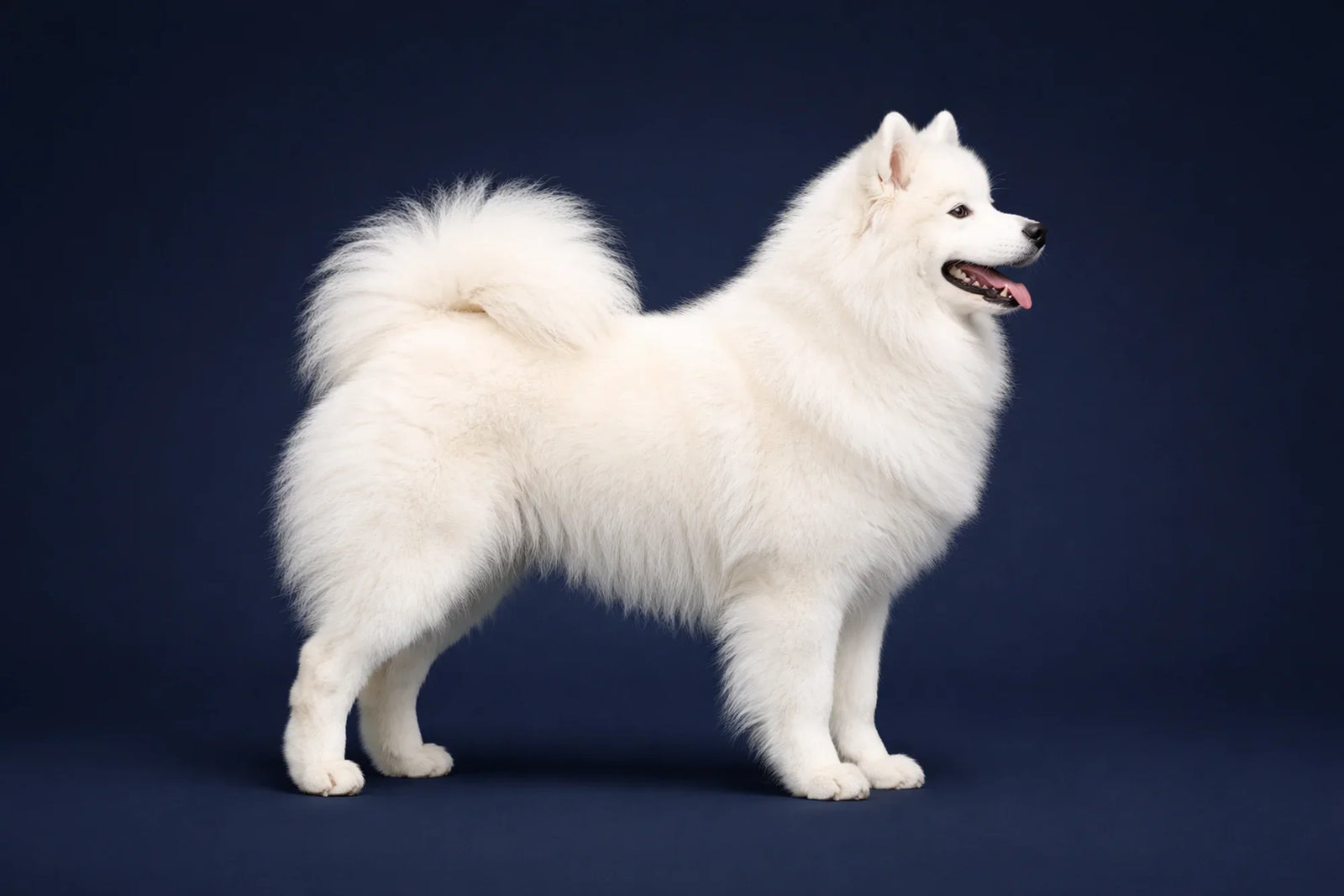Samoyed