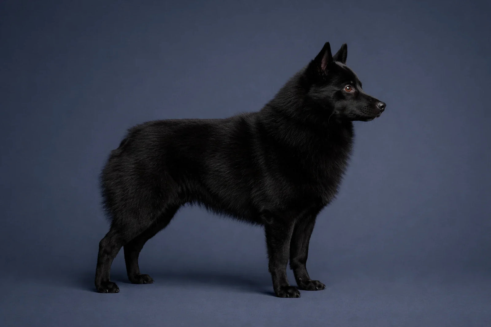 Schipperke