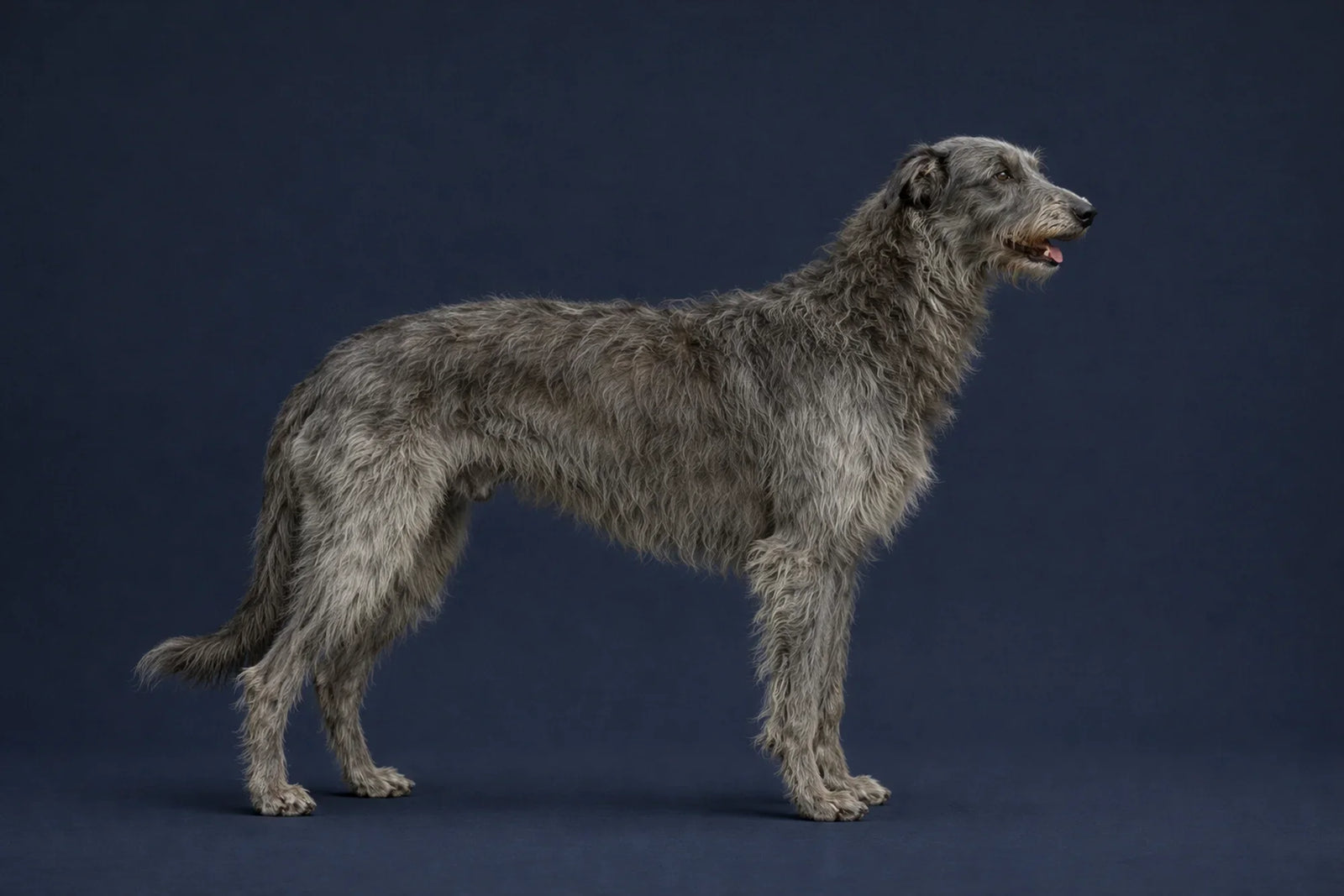Scottish Deerhound