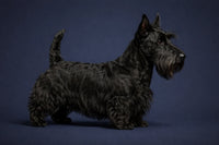 Scottish Terrier