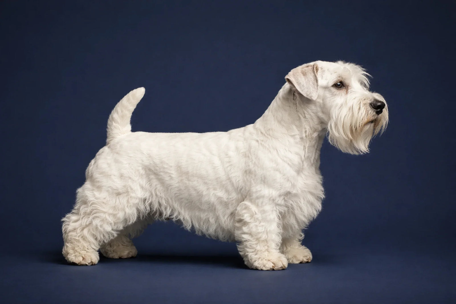 Sealyham Terrier