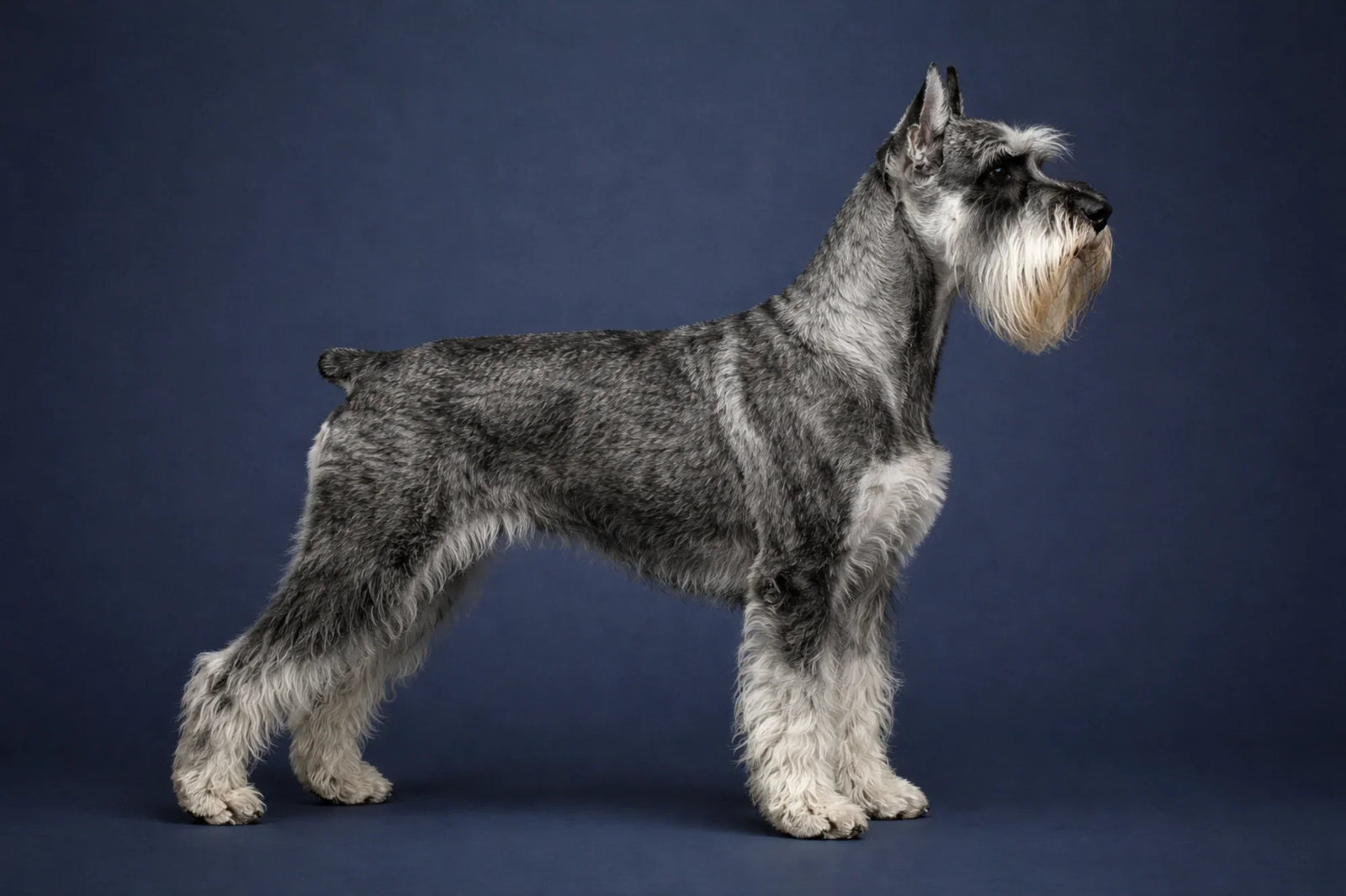 Standard Schnauzer