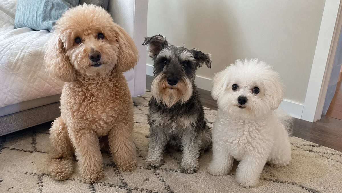 Best Hypoallergenic Dogs: 15 Low-Shedding Breeds for Allergy-Sensitive Homes