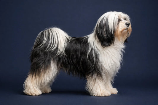 Tibetan Terrier