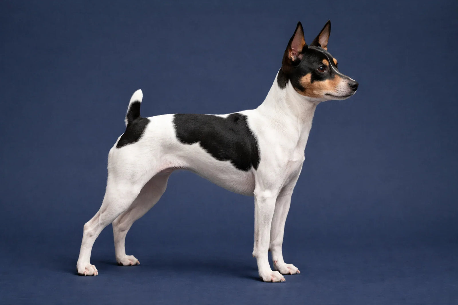 Toy Fox Terrier