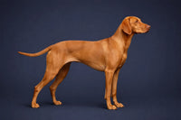 Wirehaired Vizsla