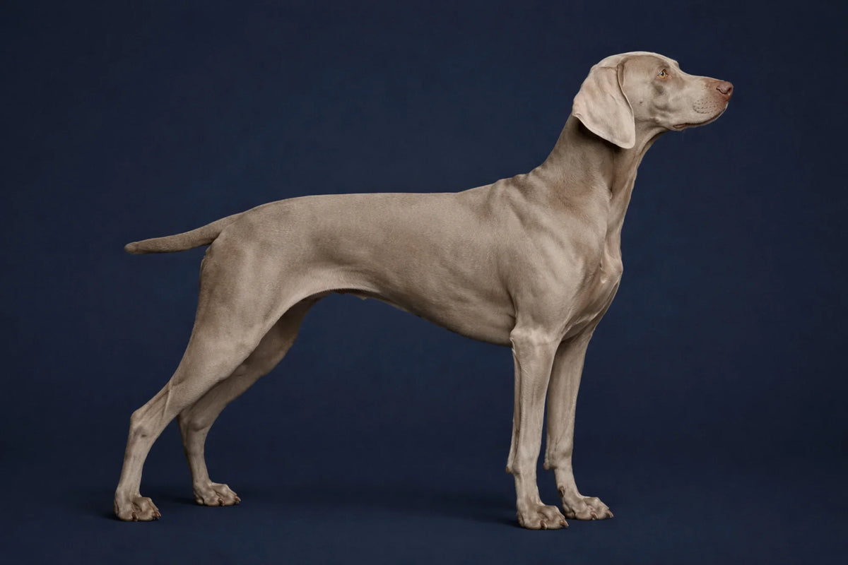 Weimaraner