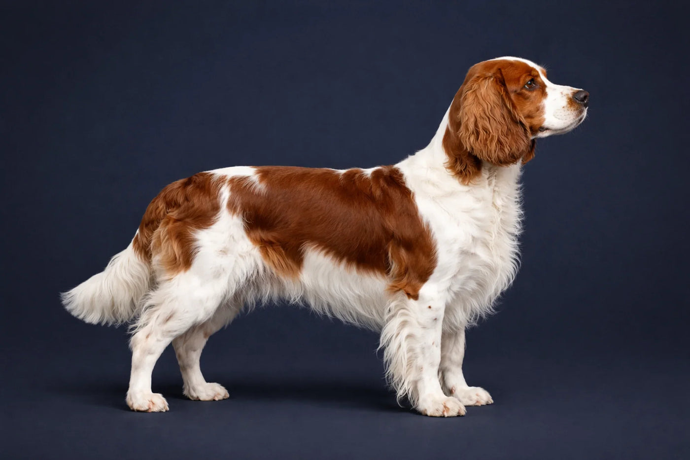 Welsh Springer Spaniel