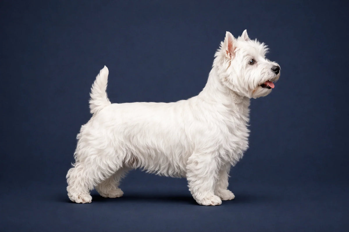 West Highland White Terrier
