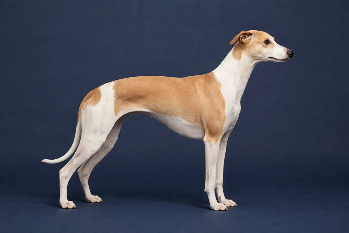 Whippet