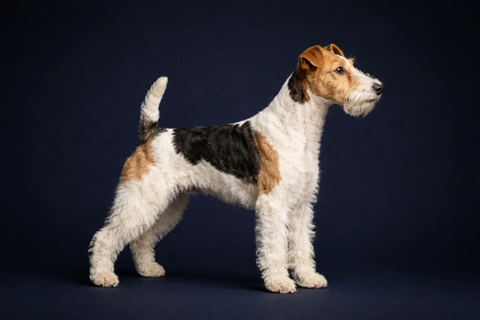 Wire Fox Terrier