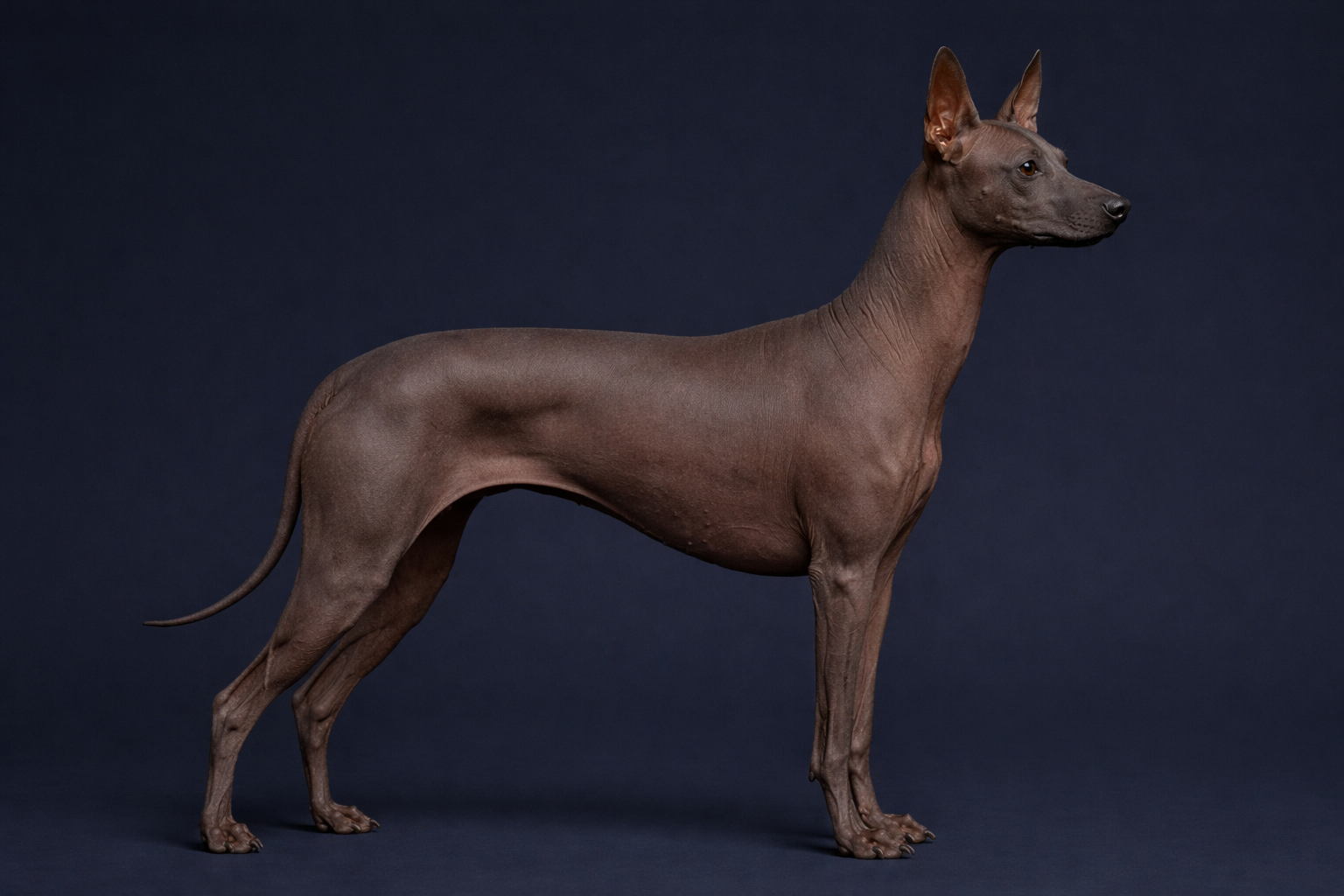 Xoloitzcuintli